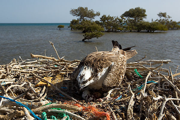 Fischadler (Pandion haliaetus)