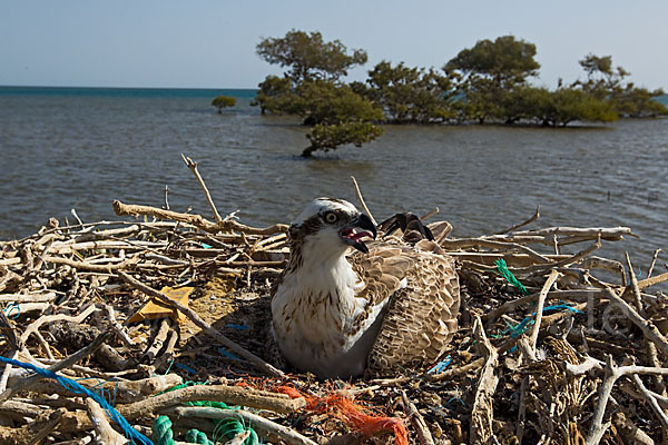 Fischadler (Pandion haliaetus)