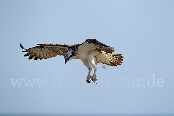 Fischadler (Pandion haliaetus)