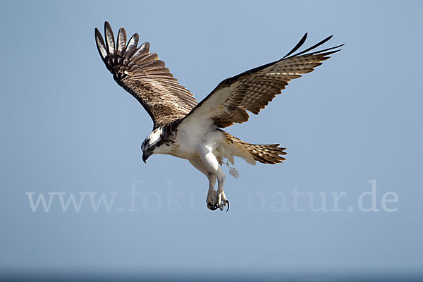 Fischadler (Pandion haliaetus)