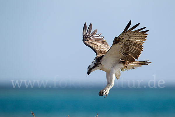 Fischadler (Pandion haliaetus)