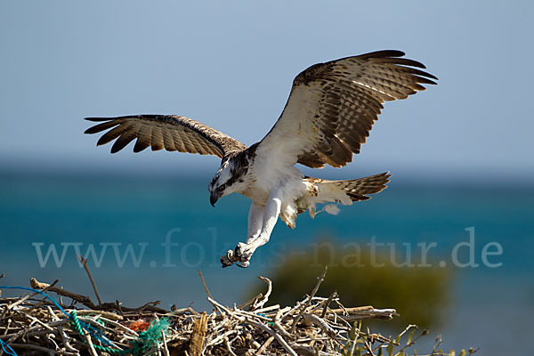 Fischadler (Pandion haliaetus)