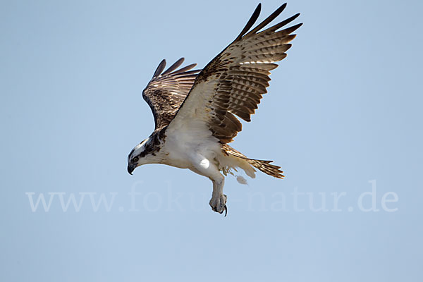 Fischadler (Pandion haliaetus)