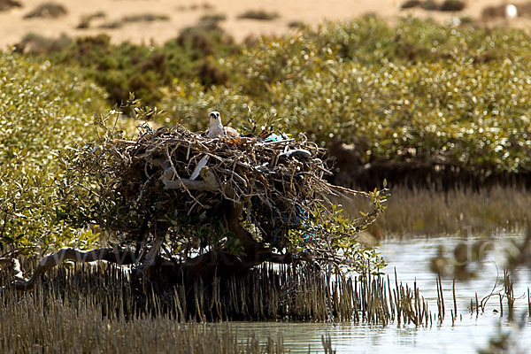 Fischadler (Pandion haliaetus)