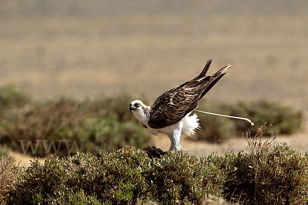 Fischadler (Pandion haliaetus)