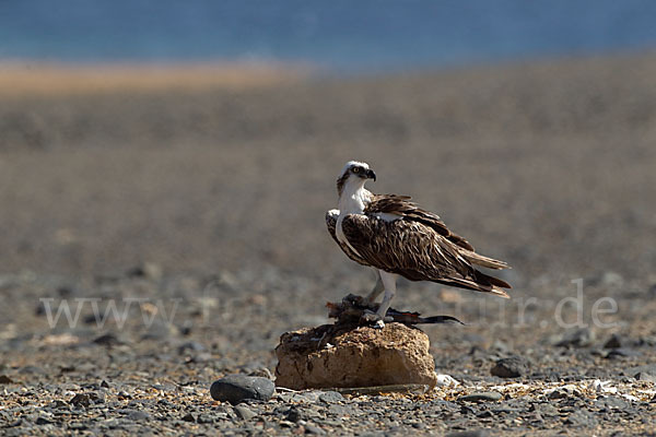 Fischadler (Pandion haliaetus)