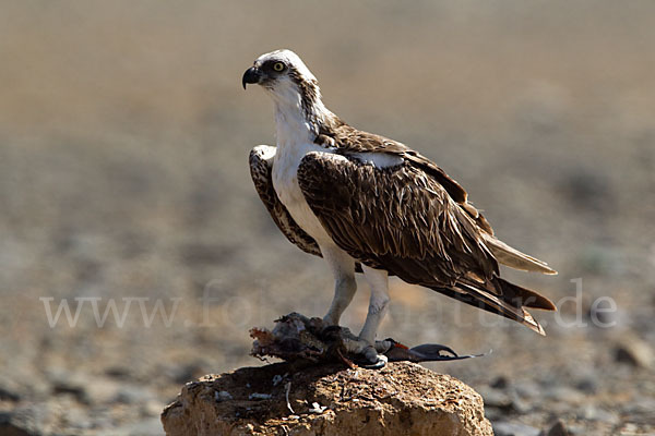 Fischadler (Pandion haliaetus)