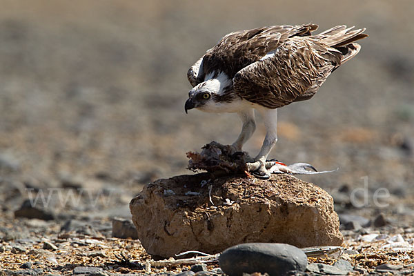 Fischadler (Pandion haliaetus)