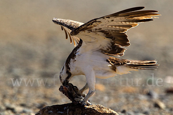 Fischadler (Pandion haliaetus)