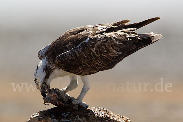 Fischadler (Pandion haliaetus)