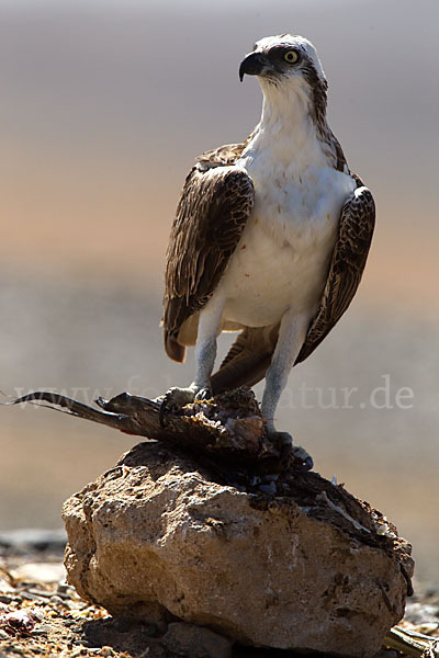 Fischadler (Pandion haliaetus)