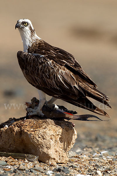 Fischadler (Pandion haliaetus)