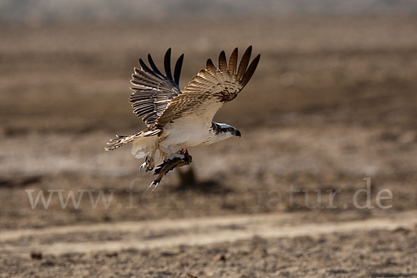 Fischadler (Pandion haliaetus)