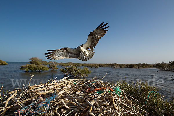 Fischadler (Pandion haliaetus)