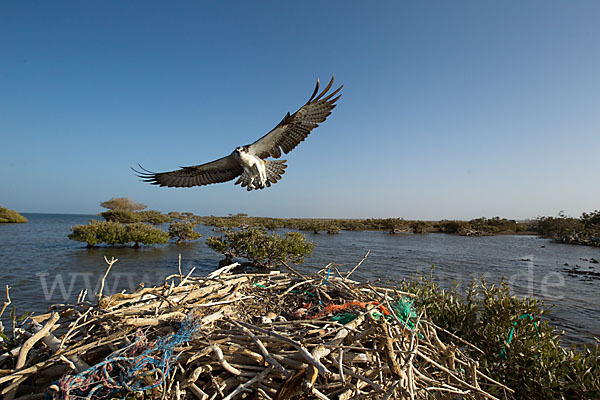 Fischadler (Pandion haliaetus)