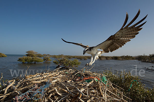 Fischadler (Pandion haliaetus)