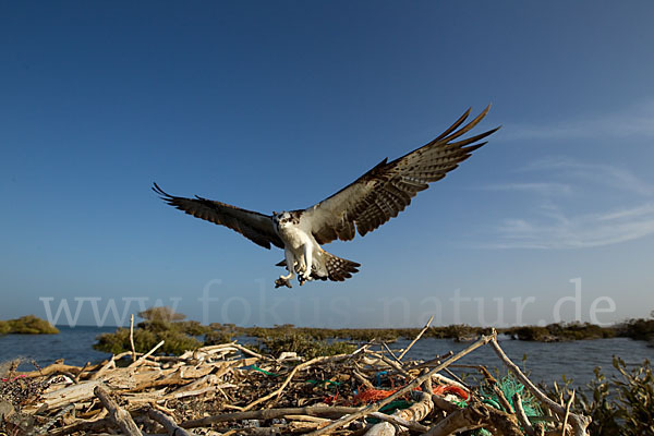 Fischadler (Pandion haliaetus)