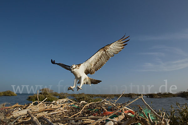 Fischadler (Pandion haliaetus)