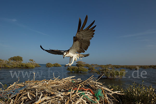 Fischadler (Pandion haliaetus)