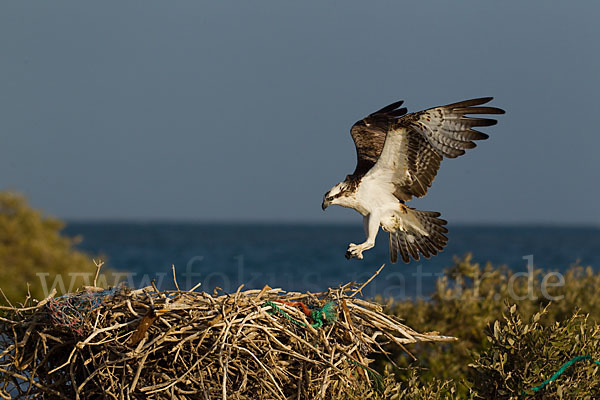 Fischadler (Pandion haliaetus)