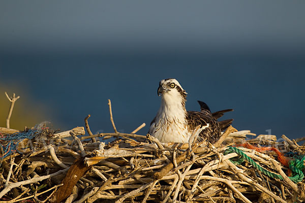 Fischadler (Pandion haliaetus)