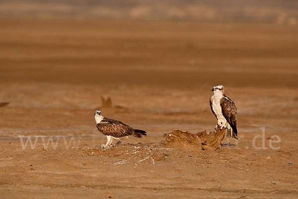 Fischadler (Pandion haliaetus)