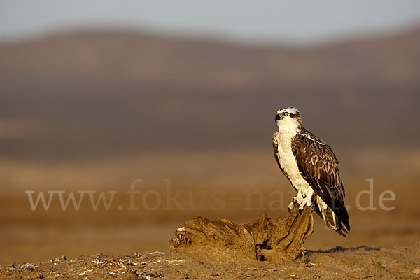 Fischadler (Pandion haliaetus)