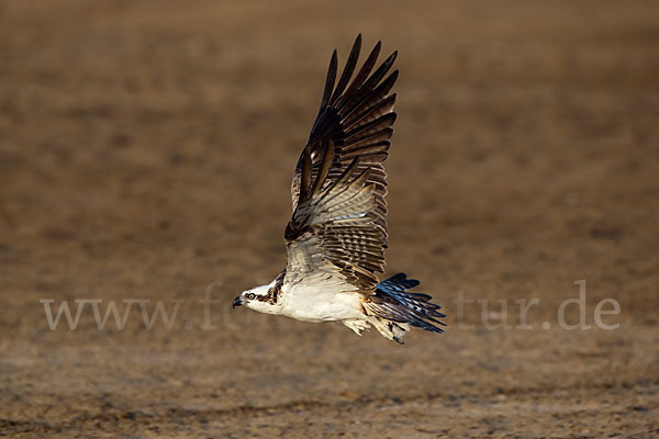 Fischadler (Pandion haliaetus)