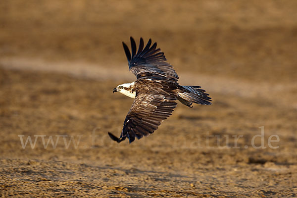 Fischadler (Pandion haliaetus)