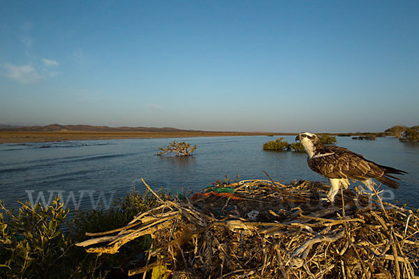 Fischadler (Pandion haliaetus)