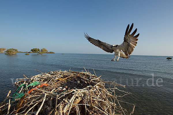 Fischadler (Pandion haliaetus)