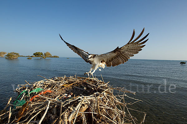 Fischadler (Pandion haliaetus)