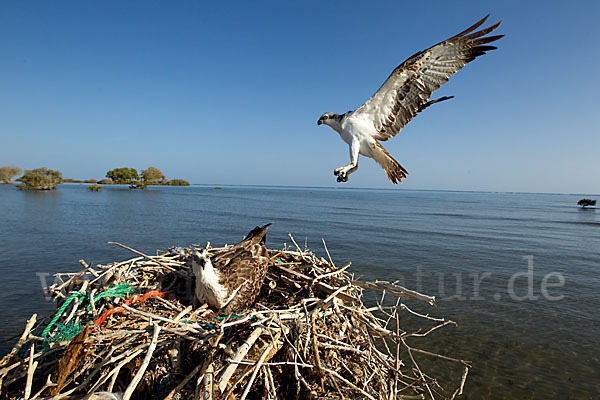 Fischadler (Pandion haliaetus)