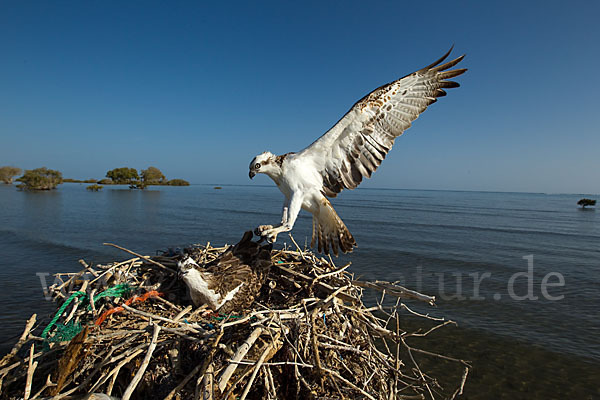 Fischadler (Pandion haliaetus)