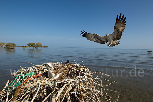 Fischadler (Pandion haliaetus)