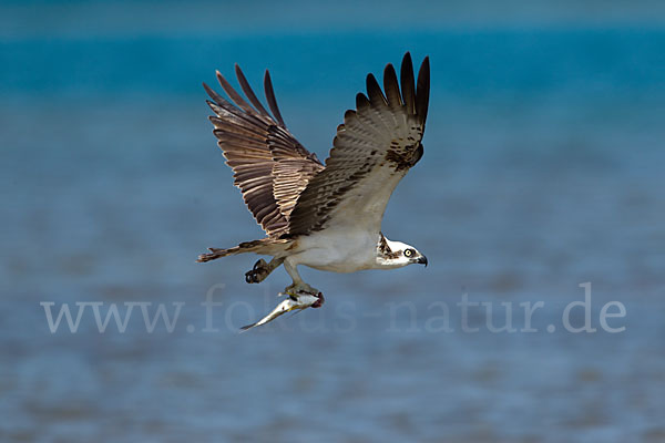 Fischadler (Pandion haliaetus)