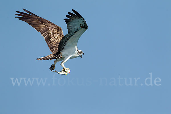 Fischadler (Pandion haliaetus)