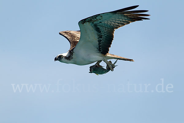 Fischadler (Pandion haliaetus)