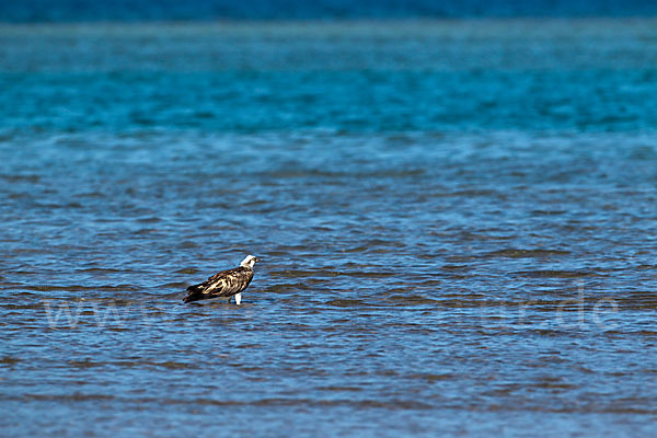 Fischadler (Pandion haliaetus)