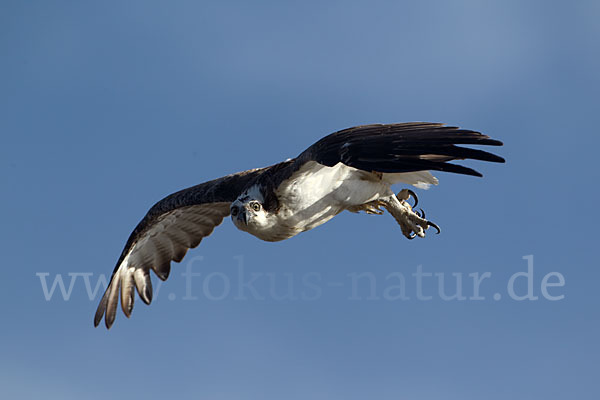 Fischadler (Pandion haliaetus)