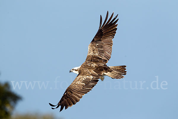 Fischadler (Pandion haliaetus)