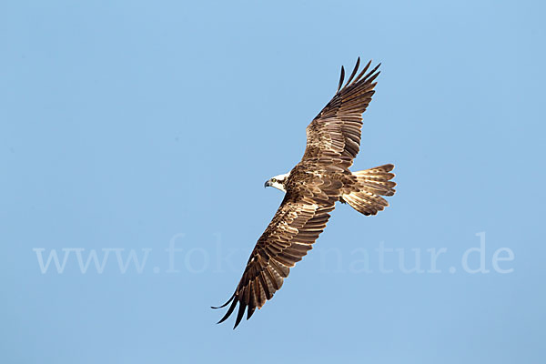 Fischadler (Pandion haliaetus)