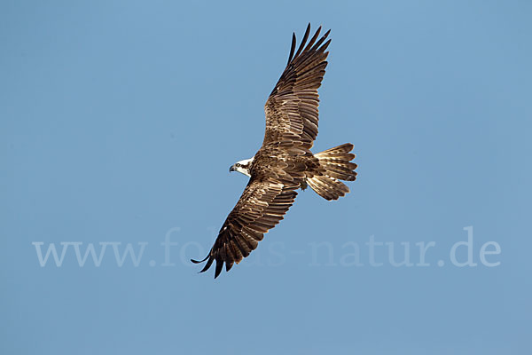 Fischadler (Pandion haliaetus)