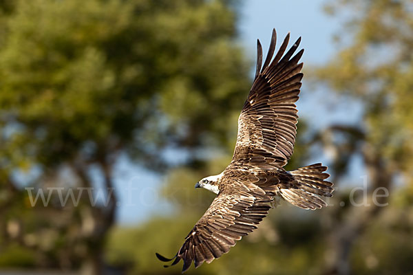 Fischadler (Pandion haliaetus)