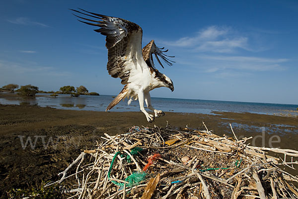 Fischadler (Pandion haliaetus)