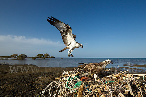 Fischadler (Pandion haliaetus)