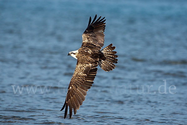 Fischadler (Pandion haliaetus)