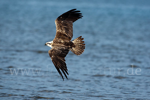 Fischadler (Pandion haliaetus)