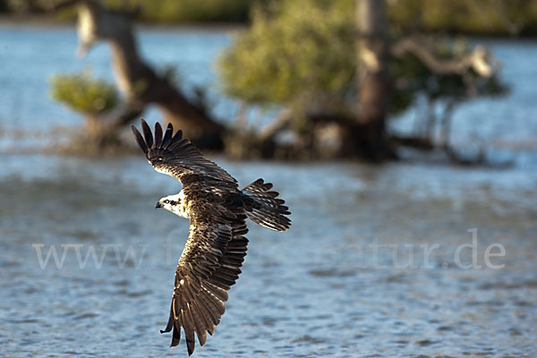 Fischadler (Pandion haliaetus)