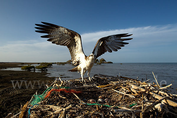 Fischadler (Pandion haliaetus)